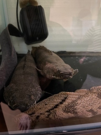 120cm規格水槽+上部フィルター+生体