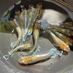 レッドクリフダークタイプ若魚オス3メス1