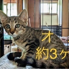 オス3ヶ月、メス2ヶ月です。