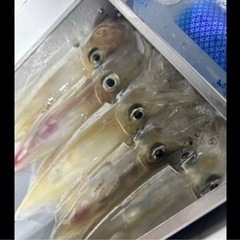 ☆本日限り☆ 新鮮 白いか 胴寸約10〜約15cm 6杯