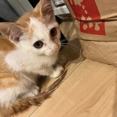 宮城県内or岩手県南の里親募集です！