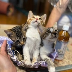 6月18日産まれ⭐︎2ヶ月の子猫三兄弟