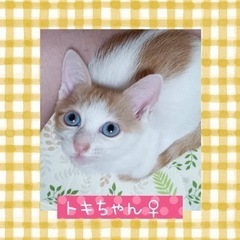 里親さん決定❤️ブルーアイのトキちゃん♀