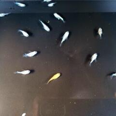 取り引き中だるまメダカ
