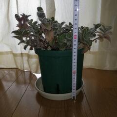 差し上げます 観葉植物 トラディスカンティア(白雪姫) 