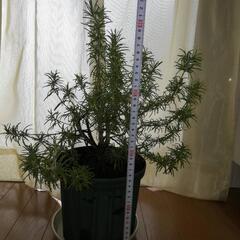 差し上げます  観葉植物 ラベンダー