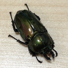 ピカール】ニジイロクワガタ♀単 (すも子) 鹿児島中央のその他の