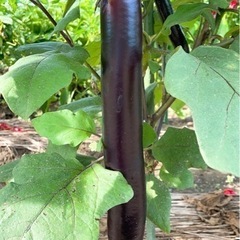 なすび🍆