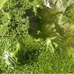 【メダカのお供】 30円〜100円の画像