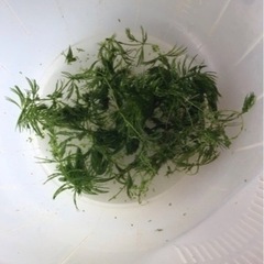 【メダカのお供】 30円〜100円の画像