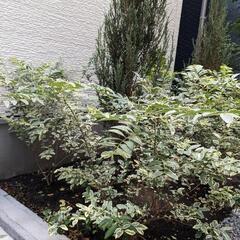 植木