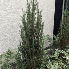 植木の画像