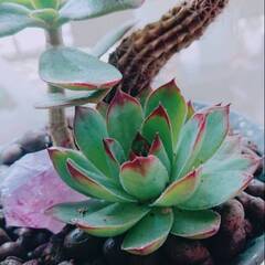 　💛花と木さえあればなんでも作れる、生け花などで集まりましょう、...