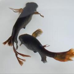 サタンレッドテールめだか有精卵30個の画像