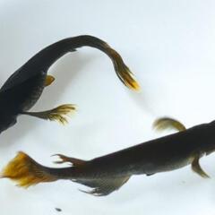 サタンレッドテールめだか有精卵30個の画像