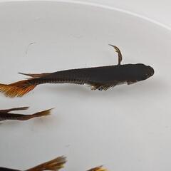 サタンレッドテールめだか有精卵30個の画像