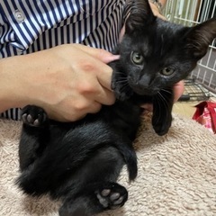 3ヶ月黒猫 メス 里親募集