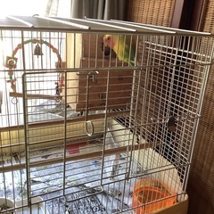 インコ(コザクラインコ)