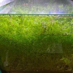 水槽　　水草セットの画像