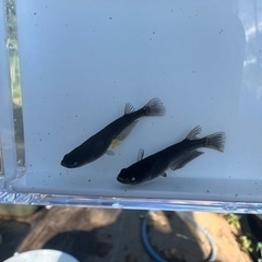 メダカすくい開催！8/27（日）10:00から！お祭りやってるよ！の画像