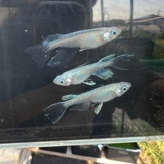 メダカすくい開催！8/27（日）10:00から！お祭りやってるよ！の画像