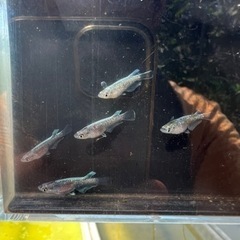 メダカすくい開催！8/27（日）10:00から！お祭りやってるよ！の画像