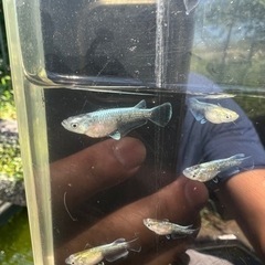 メダカすくい開催！8/27（日）10:00から！お祭りやってるよ！の画像