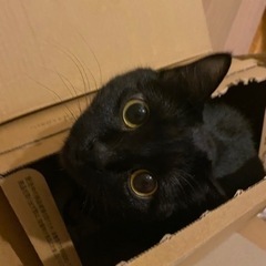 【ﾄﾗｲｱﾙ対応】黒猫 女の子🐈‍⬛