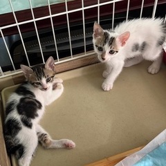 里親さん募集中です。届け出済み