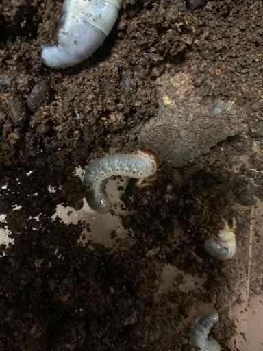 モロンシロカブト（モロンオオカブト) 幼虫3匹　カブトムシ・クワガタ