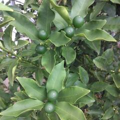 きんかんの木の画像