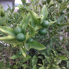 きんかんの木の画像