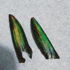 玉蟲の羽根の画像