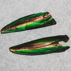 玉蟲の羽根