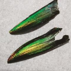 玉蟲の羽根の画像