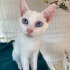 物静かでブルーアイズな白猫　ななさん