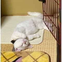 ❀︎ 甘えん坊な男の子 ✿ ミヌエット ❀︎ 【マンチカン×エキゾチックショートヘア】 ‧⁺◟︎( ᵒ̴̶̷̥́ ·̫ ᵒ̴̶̷̣̥̀ )  - 里親募集