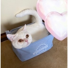 ❀︎ 甘えん坊な男の子 ✿ ミヌエット ❀︎ 【マンチカン×エキゾチックショートヘア】 ‧⁺◟︎( ᵒ̴̶̷̥́ ·̫ ᵒ̴̶̷̣̥̀ )  - 猫