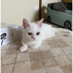 ❀︎ 甘えん坊な男の子 ✿ ミヌエット ❀︎ 【マンチカン×エキゾチックショートヘア】 ‧⁺◟︎( ᵒ̴̶̷̥́ ·̫ ᵒ̴̶̷̣̥̀ )  - 守口市