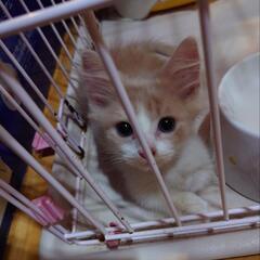 可愛いマンチカンの子猫高血統里親募集します