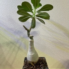 山口県の観葉植物の中古が安い!激安で譲ります・無料であげます 山口県の観葉植物の中古が安い!激安で譲ります・無料であげます