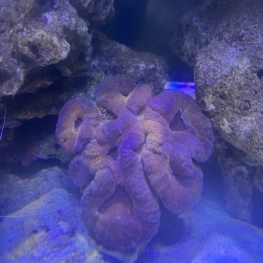海水魚　サンゴ　マルハナガタサンゴ