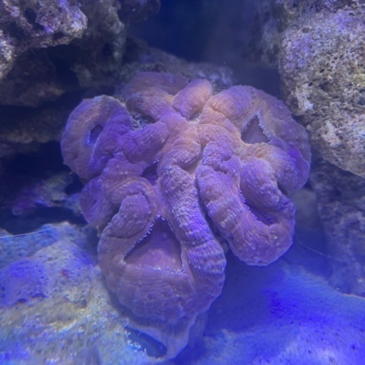 海水魚　サンゴ　マルハナガタサンゴ