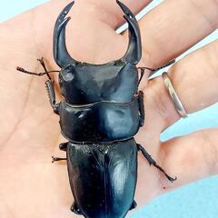 【新成虫】能勢YG血統　オオクワガタ　♂️85.0㍉＋♀️55.2㍉　同腹ペア　◎配送可◎の画像