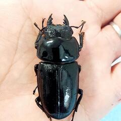 【新成虫】能勢YG血統　オオクワガタ　♂️85.0㍉＋♀️55.2㍉　同腹ペア　◎配送可◎の画像