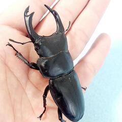 【新成虫】能勢YG血統　オオクワガタ　♂️85.0㍉＋♀️55.2㍉　同腹ペア　◎配送可◎の画像