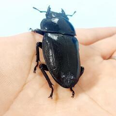 【新成虫】能勢YG血統　オオクワガタ　♂️85.0㍉＋♀️55.2㍉　同腹ペア　◎配送可◎の画像