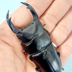 【新成虫】能勢YG血統　オオクワガタ　♂️84.0㍉＋♀️55....