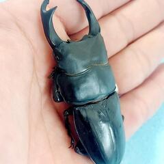 【新成虫】能勢YG血統　オオクワガタ　♂️84.0㍉＋♀️55.0㍉　ペア　◎配送可◎の画像