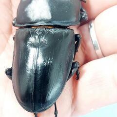 【新成虫】能勢YG血統　オオクワガタ　♂️84.0㍉＋♀️55.0㍉　ペア　◎配送可◎の画像